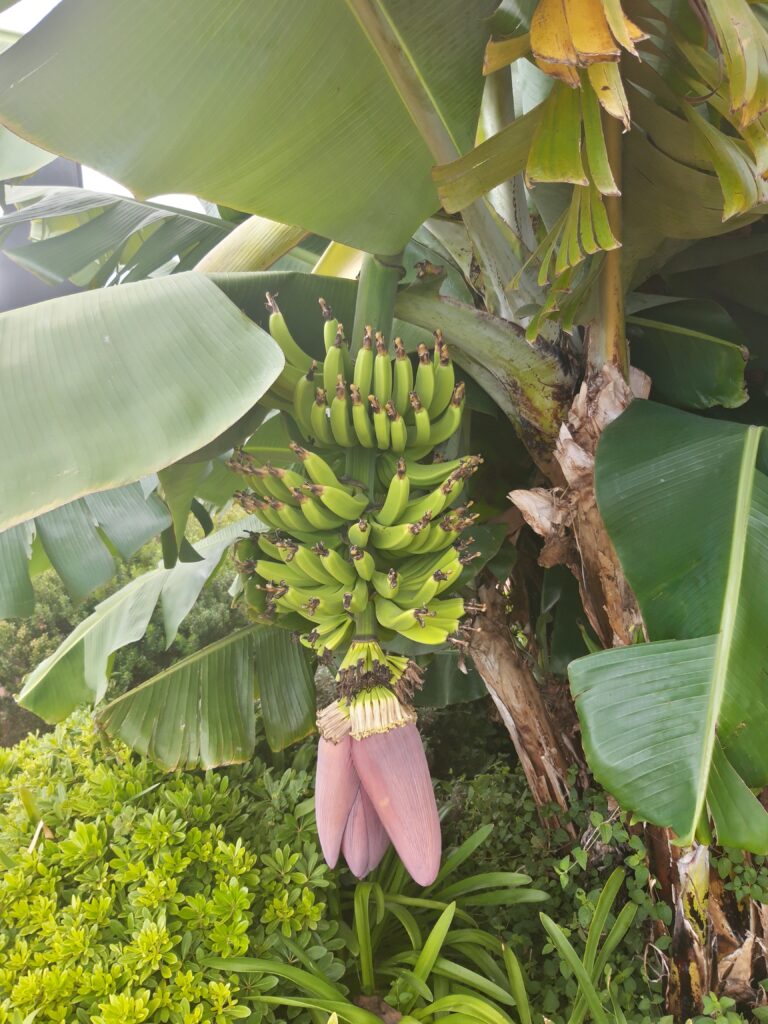 Madeira, Funchal, banánovník