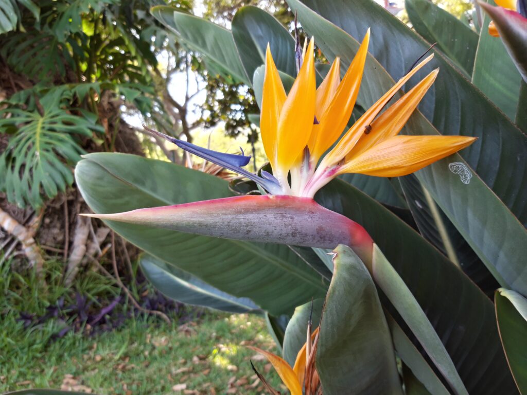 Parky a hřiště ve Funchalu, Santa Catarina, Funchal, Madeira